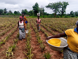 Ananas équitables
