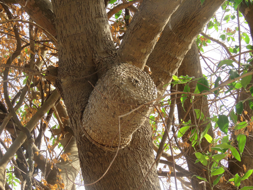 Récolte d'un essaim d'abeille dans un arbre