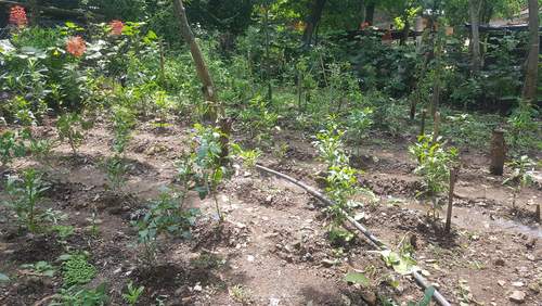 système d'irrigation dans le jardin potager au Nicaragua