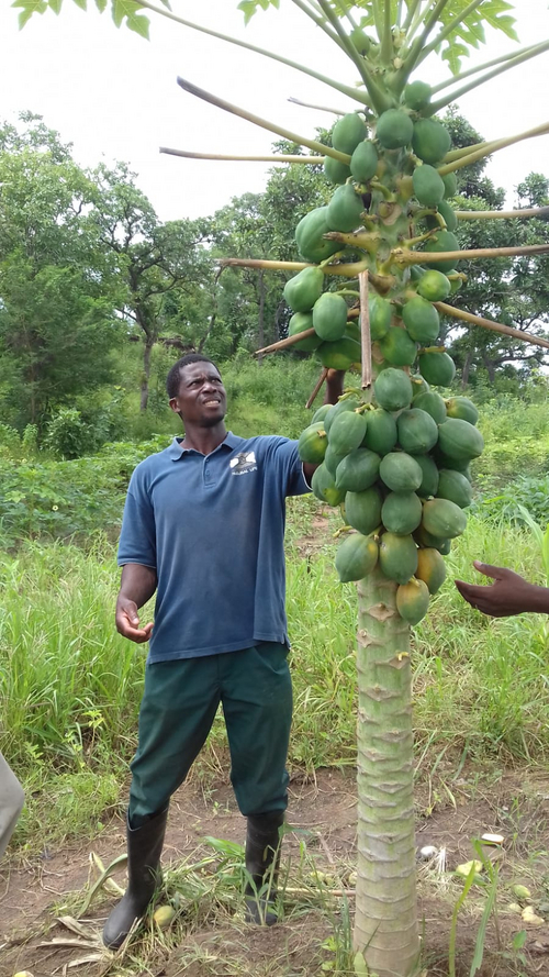 Agriculteur près d'un papayer